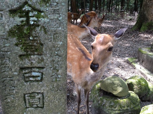 Day Trip to Nara and Uji