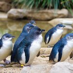 See New Zealand's little blue penguins