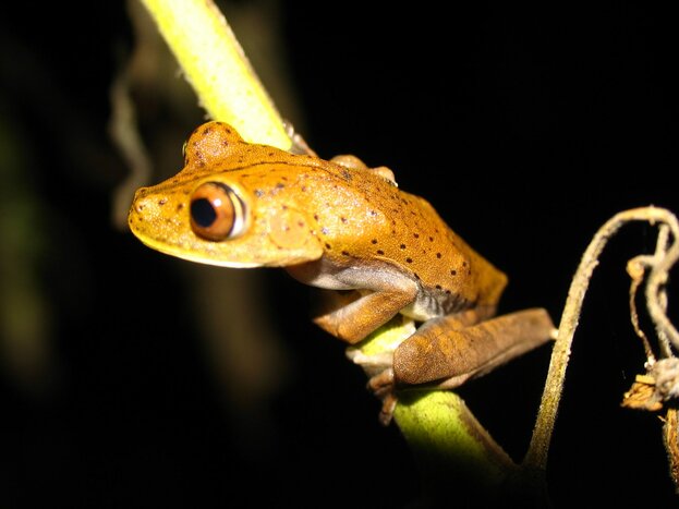 Indigenous Experience & Discover the Jungle at Night
