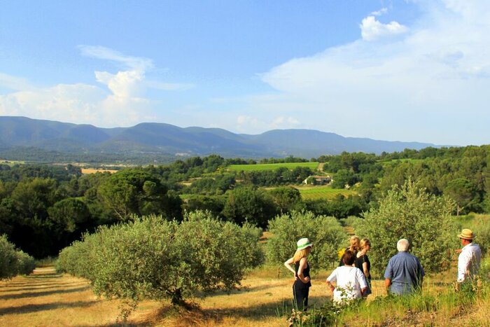 Visit an olive oil mill & estate