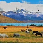 Horses grazing under the peaks of Torres del Paine