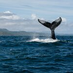 Enjoy outdoor adventures like whale watching in the Dominican