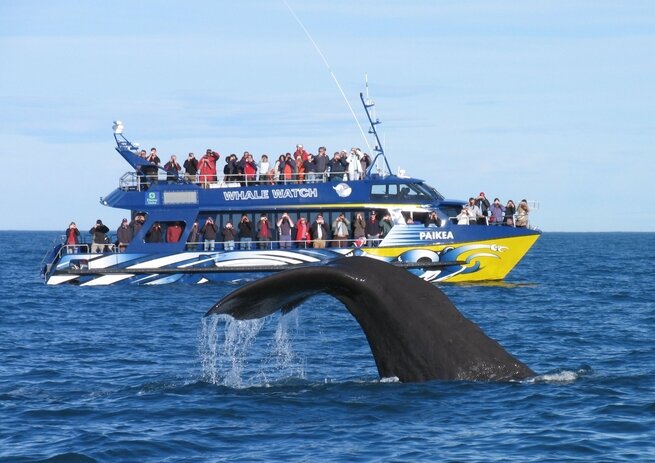 Whale Watch Kaikoura by boat