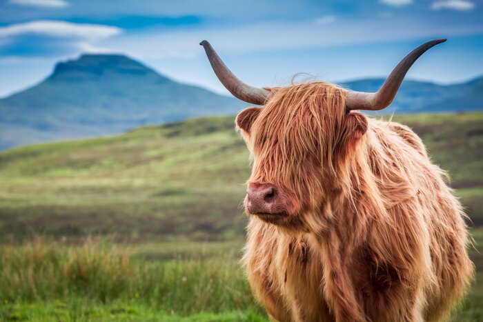 See iconic Scottish sights, like charming Highland cows, on this 11-day guided adventure