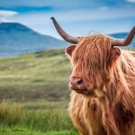 See iconic Scottish sights, like charming Highland cows, on this 11-day guided adventure 