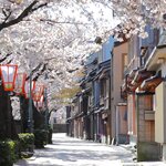 Enjoy the cherry blossom-lined streets of Kanazawa