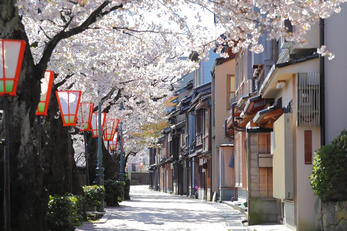 Enjoy the cherry blossom-lined streets of Kanazawa