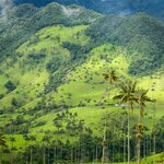 During this 10-day tour of Colombia, you'll see iconic sights like the wax palms in Valle de Cocora
