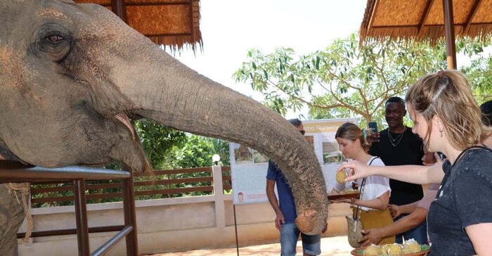 Samui Elephant Home