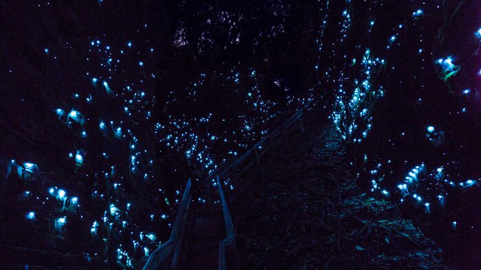 Glowworm Tour Nocturnal Adventure