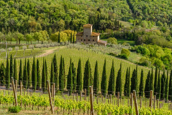 A historic villa and lush vineyard in the countryside of Radda-in-Chianti