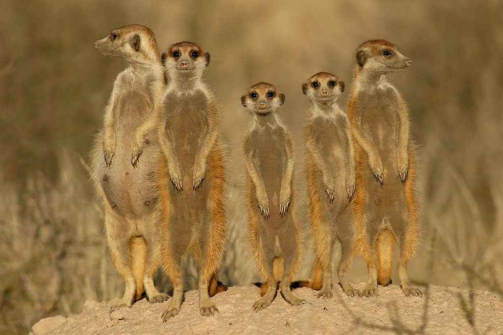 Meet the meerkats family
