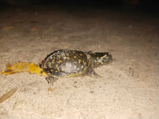 The Biologist's Watch: Exclusive Nighttime Turtle Journey (Tortuga Lodge)