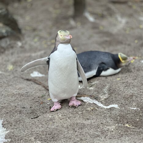 Meet Yellow Eyed Penguins 