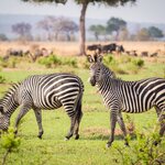Spot zebras on the savannas of Mikumi National Park