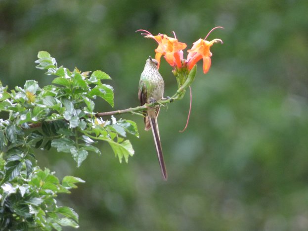 Birdwatching & Hot Springs