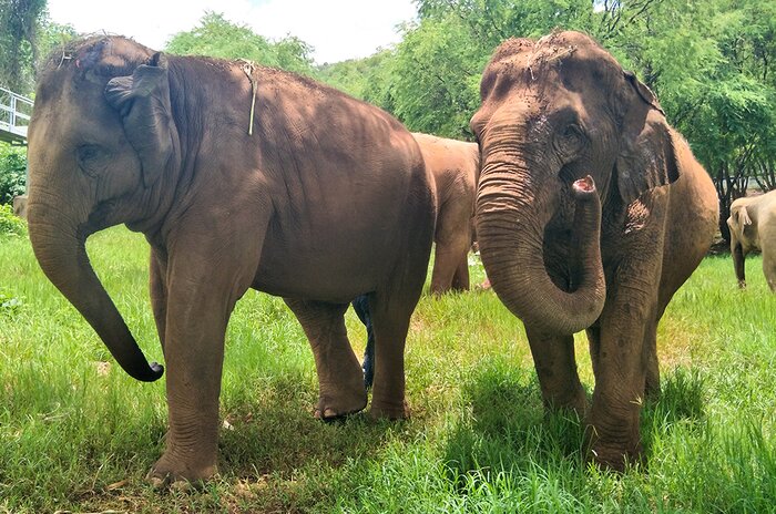 Half Day Elephant Encounter at Baan Chang Elephant Park(Join-in)