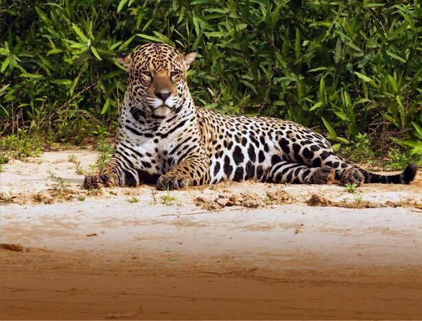 Morning Jaguar Safari & Transfer to Northern Pantanal Lodge