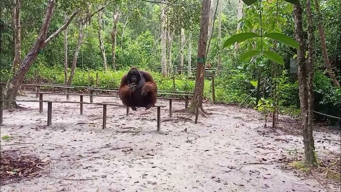 Day 3: A Morning with Orangutans and Afternoon of Cultural Discovery