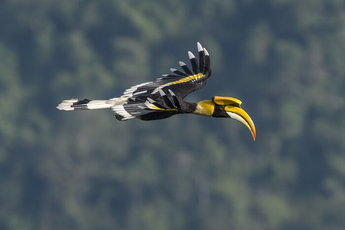 A Sarawak hornbill in flight