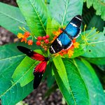 Butterflies in Mindo's Cloud Forest