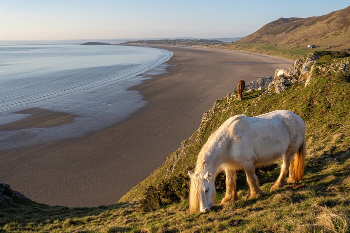 Welsh ponies grazing along the Gower Peninsula