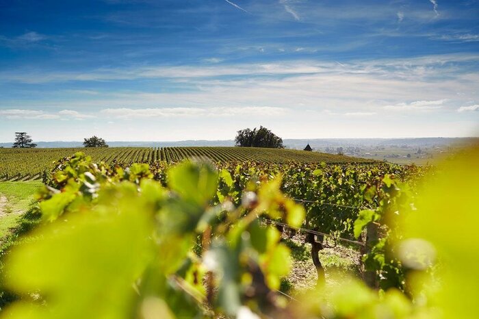 Afternoon Tour in the Medoc Wine tour