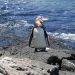See the rare Galápagos penguin among other remarkable wildlife