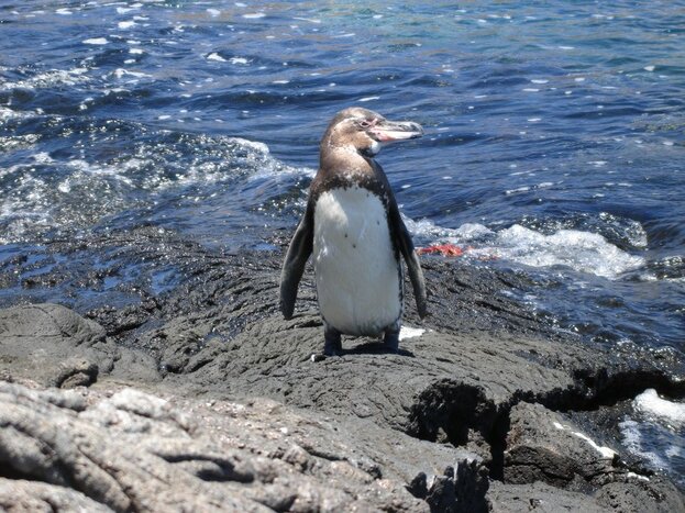 See the rare Galápagos penguin among other remarkable wildlife