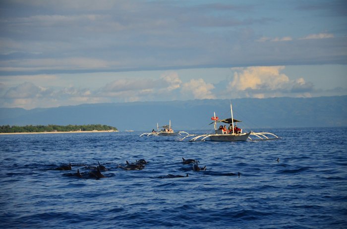 Whale and Dolphin Watching Tour in Bohol