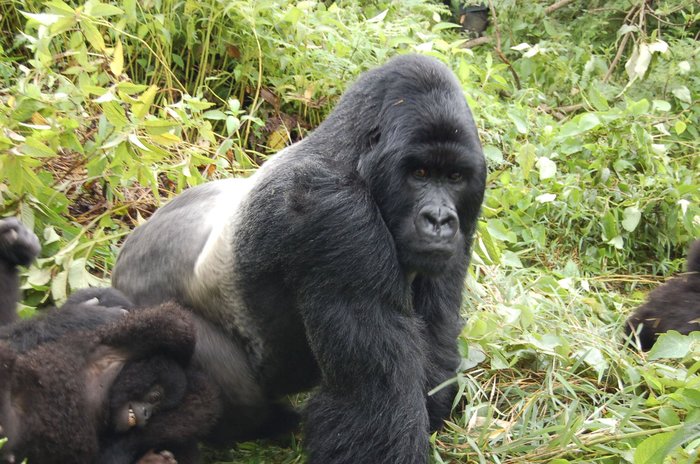 Gorilla Habituation Experience