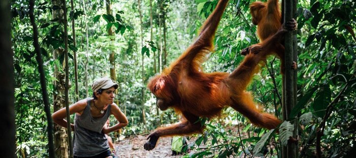 Jungle Trekking in Bukit Lawang National Park