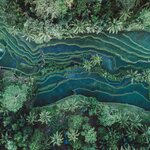 Tegalalang rice fields