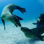 Enjoy six days of exploring the Galápagos' diving hotspots