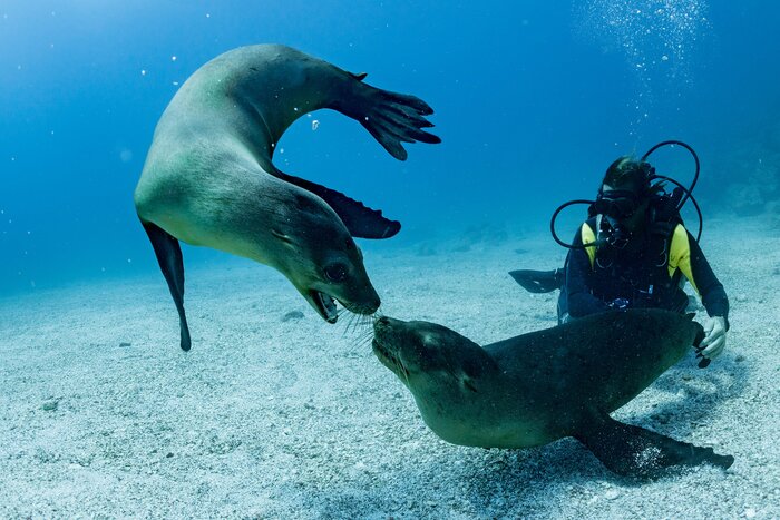 Enjoy six days of exploring the Galápagos' diving hotspots