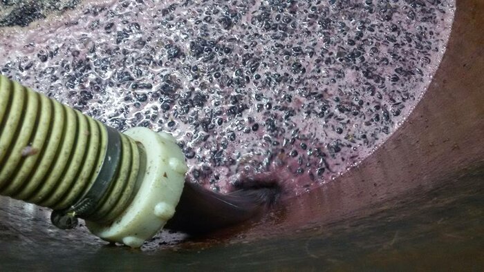 Farm and Food Experience including Olive Oil, Limoncello, Wine tasting