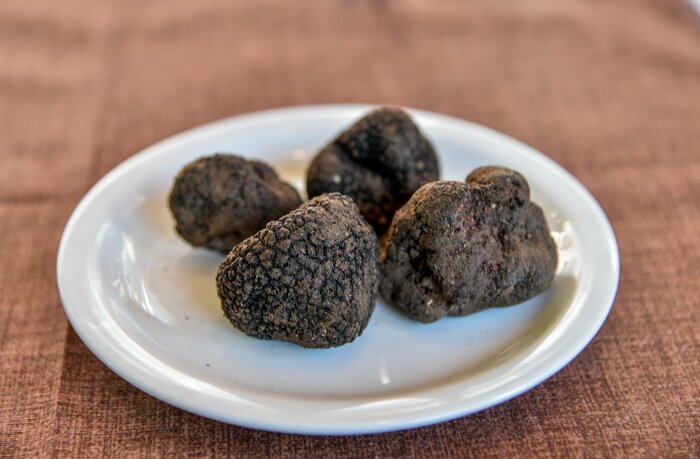 Truffle  hunting experience in Istria