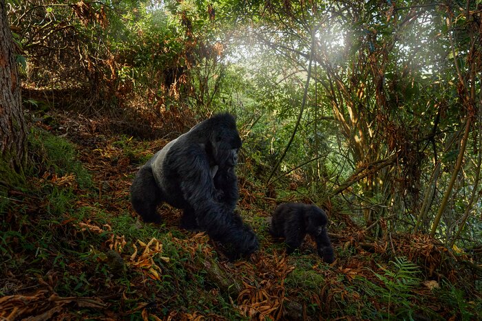 Take a day to explore Mgahinga Gorilla National Park to see gorillas, golden monkeys, and possibly leopards