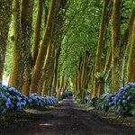 Get behind the wheel and explore the incredible landscapes of São Miguel