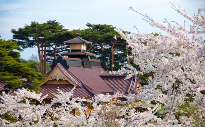Chasing Cherry Blossom in Hakodate