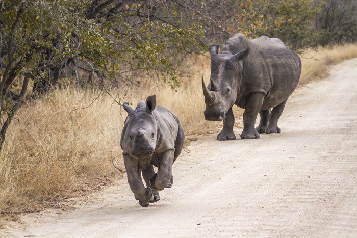 Game Drives at Rhino Post