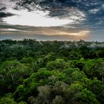 View of the Amazon rainforest near Manaus, Brazil