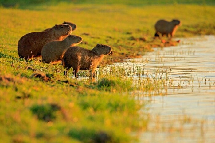 Spot capybaras like this family as you explore the Pantanal wetlands of Brazil