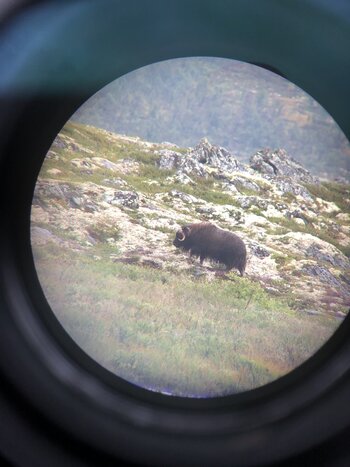 Musk Ox Safari