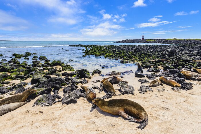 Settle into island life on the beaches of Isla San Cristóbal amid the fur seals at Punta Carola