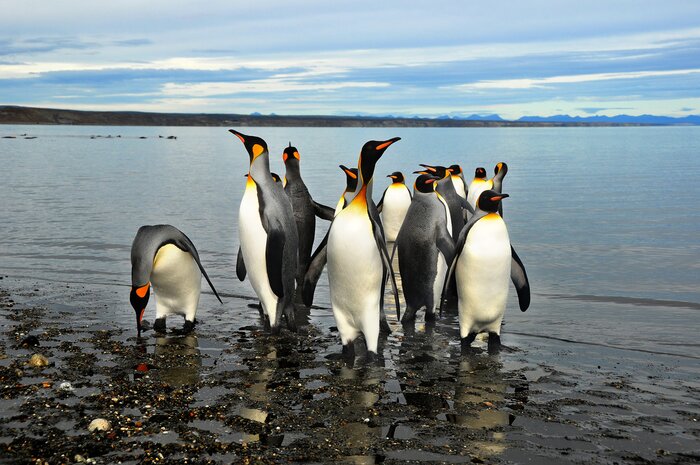 See king penguins on the beaches of Tierra del Fuego.jpg