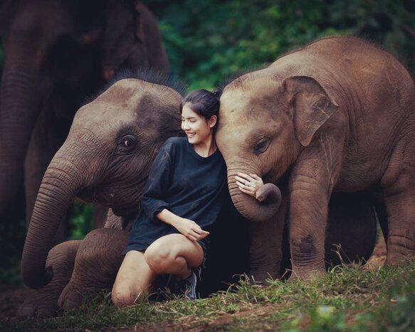 Samui Elephant Sanctuary (Joining morning visit)