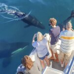 Orcas may make an appearance