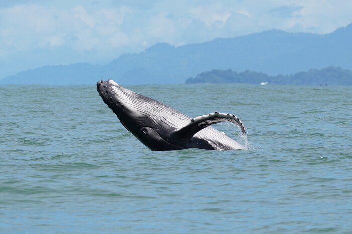 Though it may be wet, August is prime time to view breaching southern humpback whales in Drake Bay