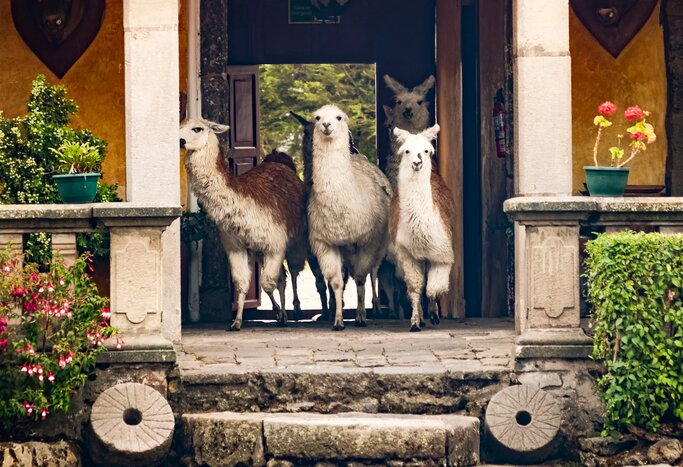 A greeting committee awaits at your historic lodgings in Cotopaxi (photo courtesy of Hacienda San Agustín de Callo)